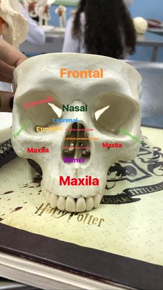 a human skull is shown with the words frontal and masala on it's side