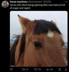 a horse with white patches on it's forehead