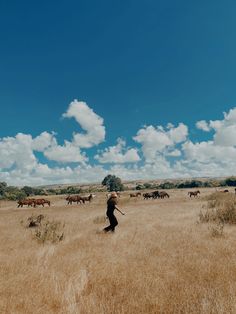 a herd of cattle walking across a dry grass field under a blue sky with clouds