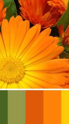 an orange and green color scheme with flowers