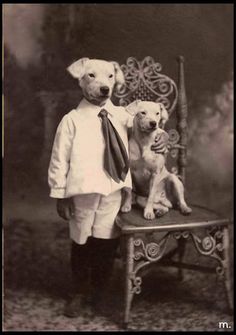 an old black and white photo of a boy with two dogs sitting on a chair