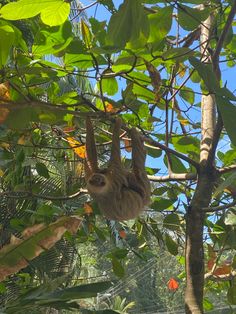 a sloth hanging from a tree branch in a jungle area with lots of leaves