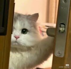 a white cat is looking through the door