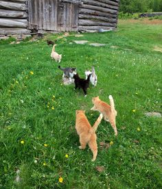 spring grass dandelions on the farm old barn county life cute cats and kittens running cottage core and fairy core summer goals Homesteading Aesthetic, Farmer Aesthetic, Cottagecore Life, Barn Animals, Cottage Aesthetic, Ranch Life