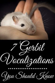 a hand holding a small rodent with the words 7 gerbil vecadifications you should know