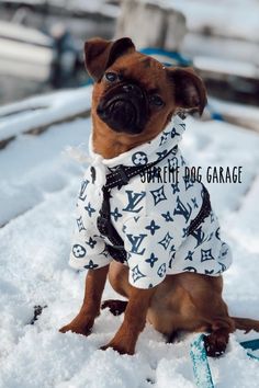 a small brown dog sitting in the snow wearing a white and blue shirt with louis vuitti print on it