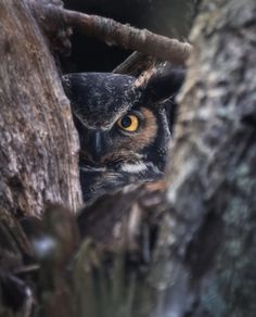 an owl peers out from behind a tree branch