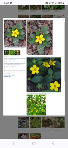 an image of some yellow flowers on the ground with leaves and grass in the background