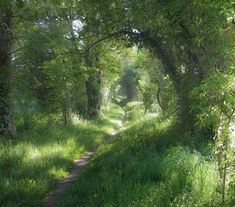 a path in the middle of a forest with trees on both sides and grass growing all around it