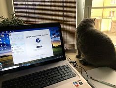 a cat sitting on top of a laptop computer next to a mouse and keyboard in front of a window