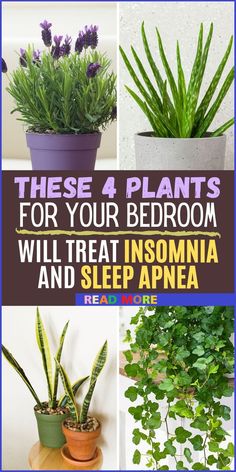 These 4 Plants For Your Bedroom Will Cure Insomnia and Sleep Apnea Sleep Disorder, Garden Remedies, Household Plants, Plant Care Houseplant, Plant Hacks, Dekor Diy, Inside Plants, Growing Plants Indoors, Best Indoor Plants