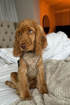 a brown dog sitting on top of a bed