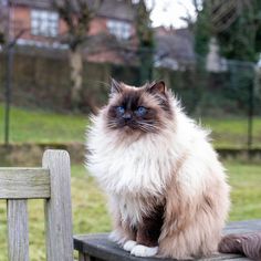 a long haired cat sitting on top of a wooden bench in front of a house