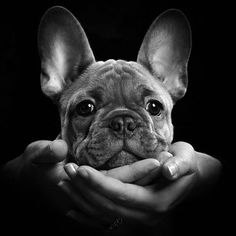 a black and white photo of a dog with its head in someone's hands