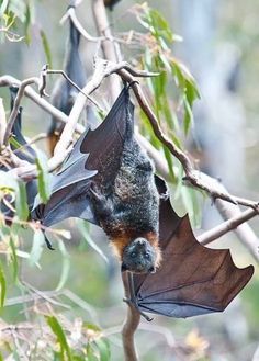 a bat hanging upside down on a tree branch