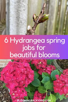 hydrangea flowers with text that reads, 6 hydrangea spring jobs for beautiful blooms