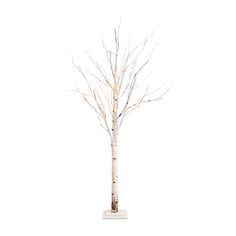 a small white tree with no leaves on it's branches, against a white background