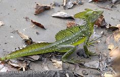 a green lizard laying on the ground next to leaves