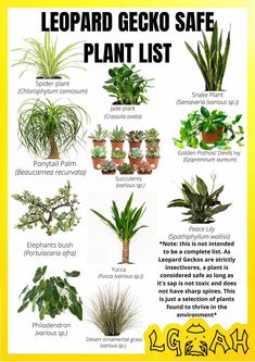 the poster shows different types of plants