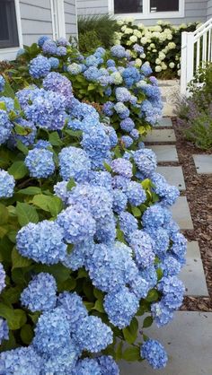 blue hydrangeas line the side of a house