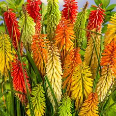 many different colored flowers are growing in the grass