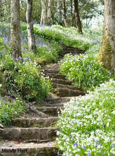 the steps lead up to the trees and flowers in the woods, with bluebells growing all around them