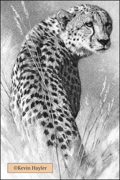 a drawing of a cheetah in the grass