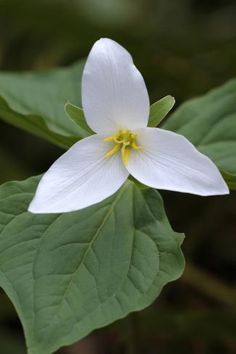 a white flower with green leaves around it