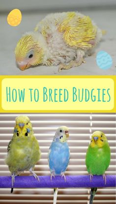 three parakeets sitting on top of a purple bar with the words how to breed budgies