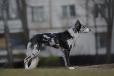 a black and white dog standing in the grass