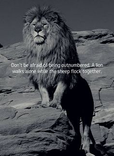 a large lion standing on top of a red rock