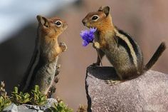 two chipmuns sitting on top of a rock and one is holding a purple flower