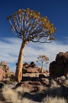 a large tree in the middle of some rocks