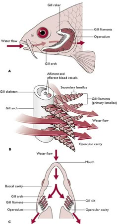 the diagram shows different parts of an animal's body, including fish and other animals