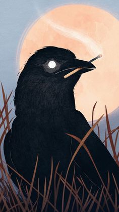 a black bird sitting on top of tall grass under a moon filled sky with red and white lights