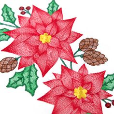 a drawing of poinsettis with holly and pine cones