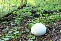 a large white ball sitting on the ground near some trees and plants in the woods