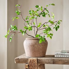 a potted plant sitting on top of a wooden table