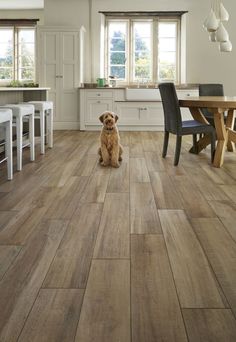 a dog sitting on the floor in a kitchen