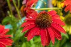 red flowers in the garden with blurry background