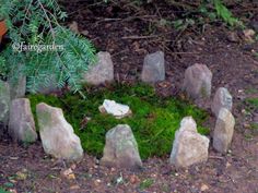 some rocks and moss in a circle on the ground near a potted pine tree