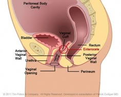 the anatomy of the stomach and its surrounding structures, including the small intestructions