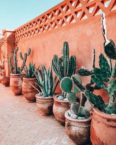 several cactus in pots lined up against a wall