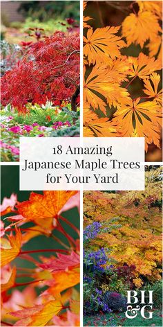 You can hardly go wrong with Japanese maples. Most have an exquisitely layered, cascading form and remarkable fall color. Find one that best suits your landscape needs from our list of top Japanese maple trees. Japanese Maple Tree Landscape, Maple Tree Landscape, Japanese Maple Garden, Trees House, Japanese Garden Landscape, Landscaping Trees, Japanese Maples, House Backyard, Maple Trees