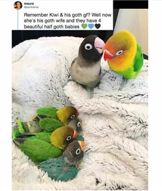 a group of birds sitting on top of a bed next to each other in front of a tweet