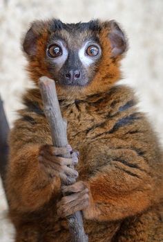 a brown and black animal holding a stick in it's paws with eyes wide open