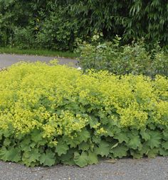 a large bush with yellow flowers in the middle of a gravel road surrounded by trees