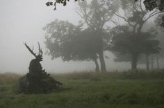 a tree stump in the middle of a foggy field with trees on either side