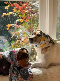 two dogs sitting on a window sill in front of a sunny window with autumn leaves