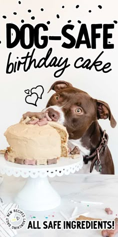 a brown and white dog looking at a birthday cake with the words, all safe ingredients on it